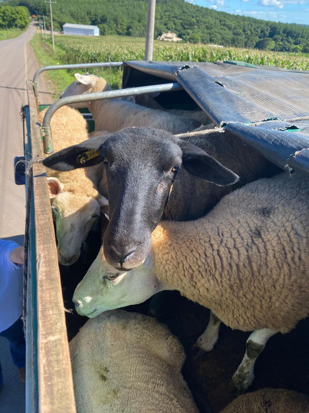 servico-de-inspecao-municipal-sim-vigilancia-sanitaria-policia-rodoviaria-de-nova-bassano-e-inspetoria-veterinaria-realizam-barreira-sanitaria-em-guabiju